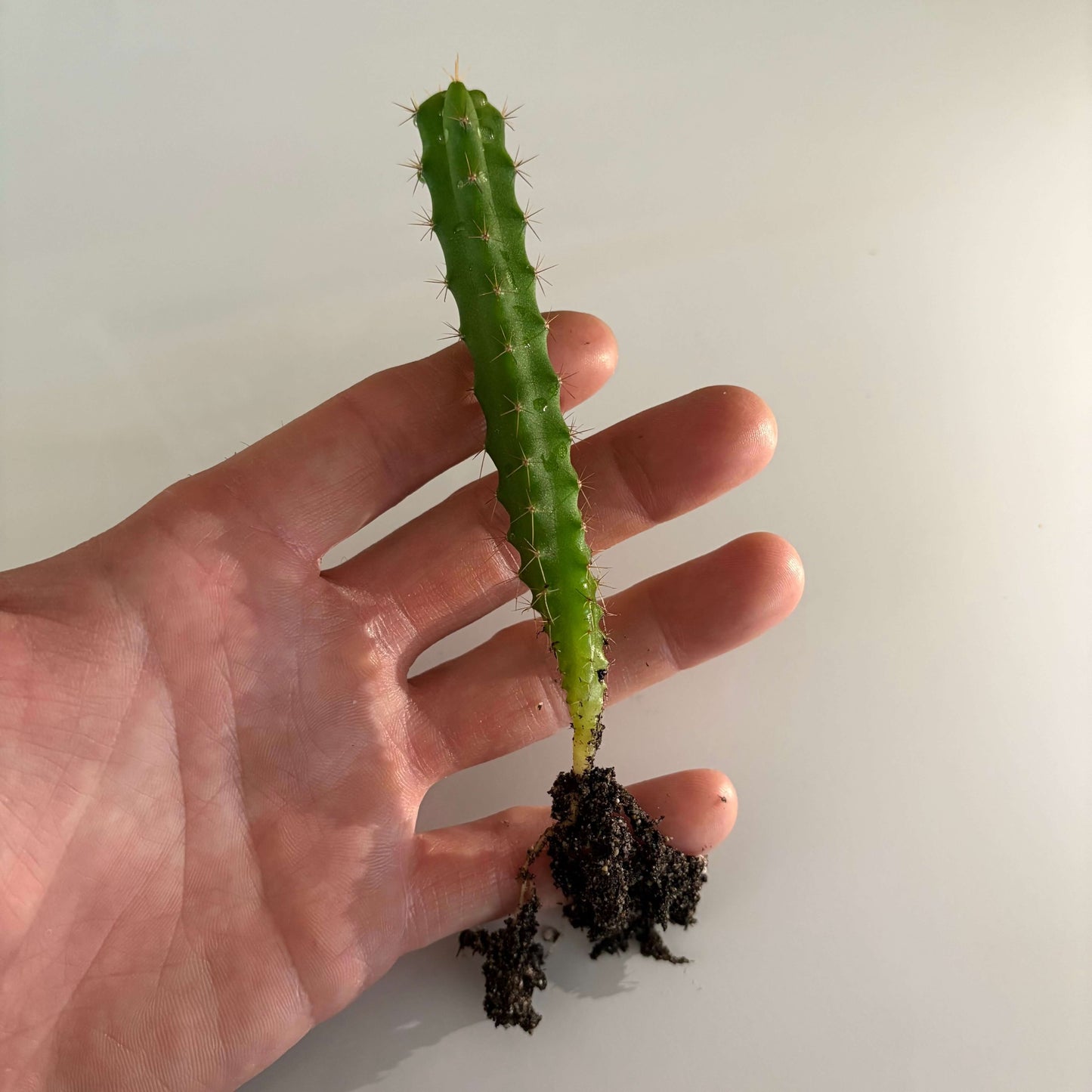 A hand holding a Bolivian Torch cactus seedling.