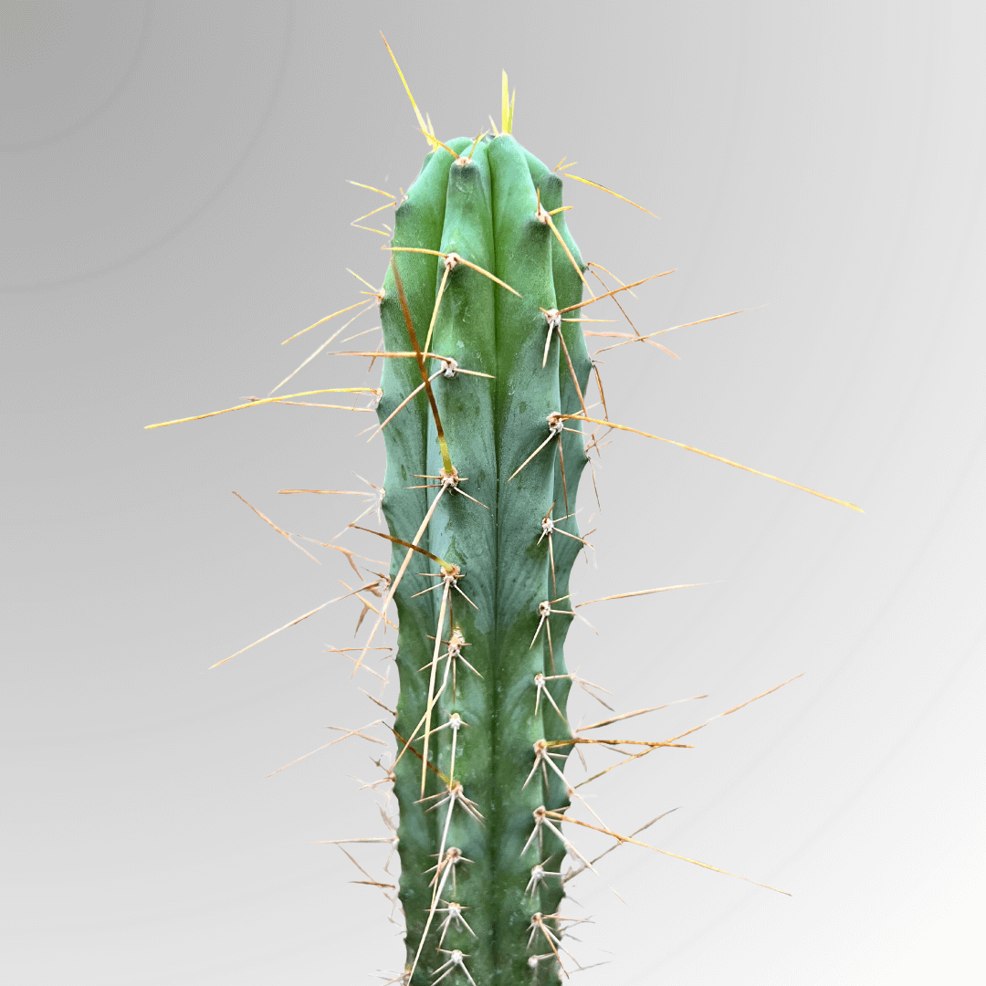A Bolivian Torch (Trichocereus Bridgesii) cactus. 