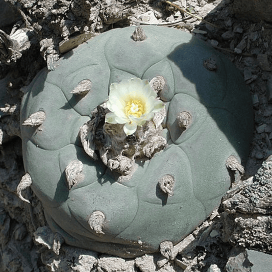 A peyote (Lophophora diffusa) cactus.
