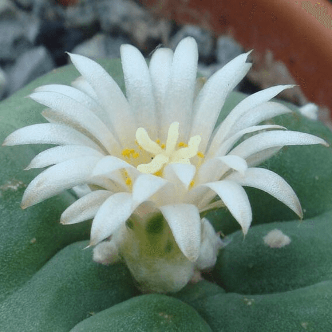 A peyote (Lophophora diffusa) flower.