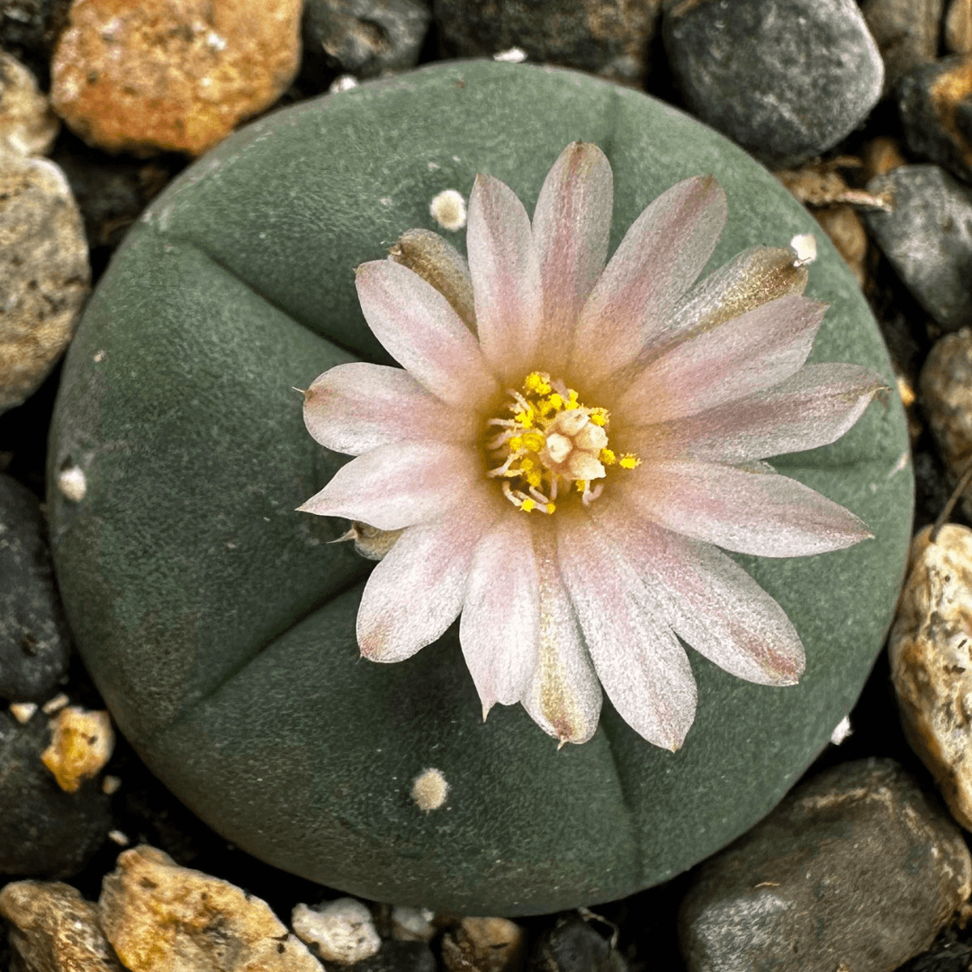 A peyote (Lophophora williamsii) cactus with a flower.