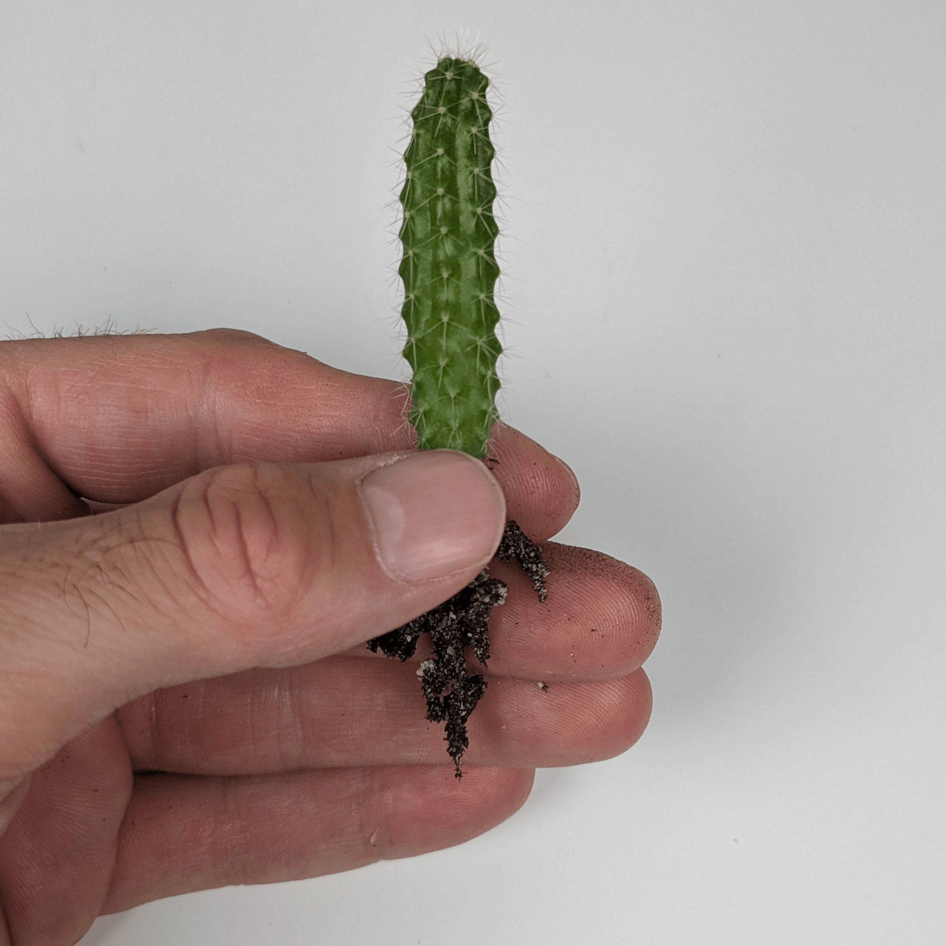 A hand holding a Peruvian Torch (Echinopsis Peruviana) cactus seedling. 