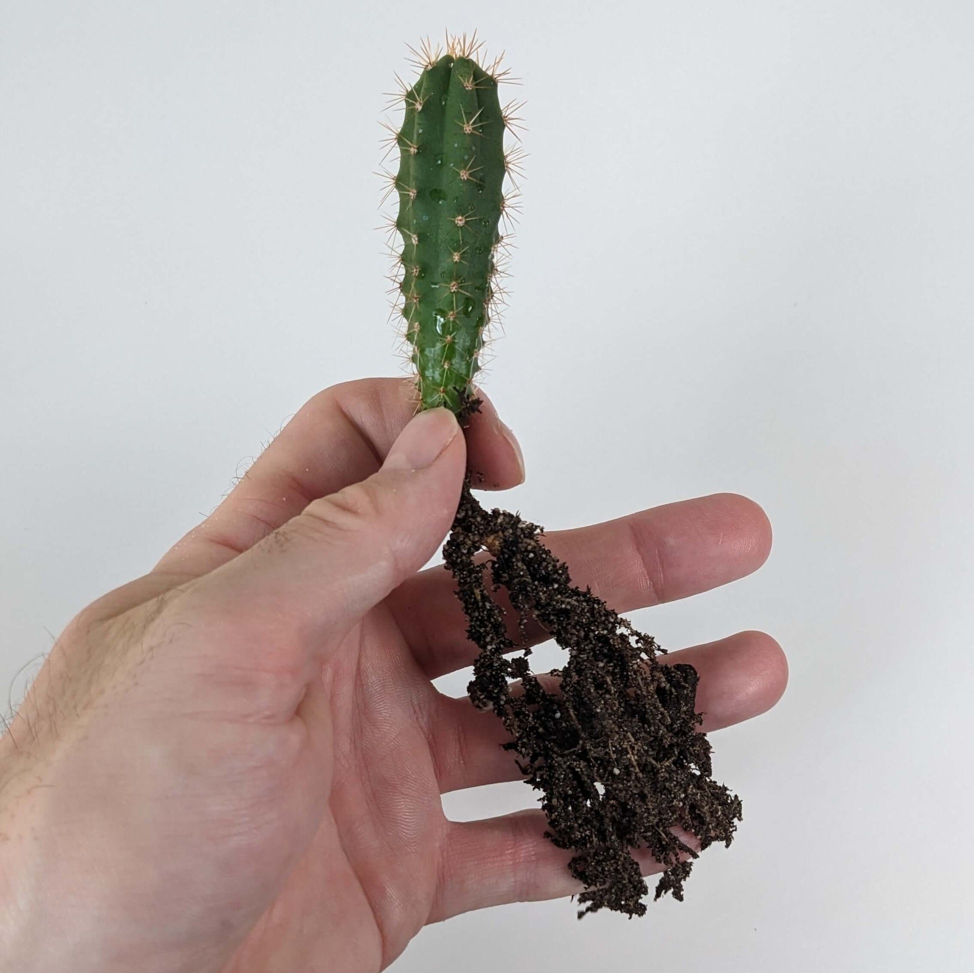 A hand holding a San Pedro (Trichocereus Pachanoi) Cactus Seedling. 