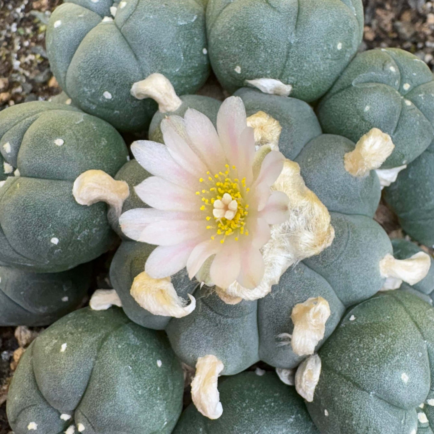 A clustering peyote cactus with a flower.