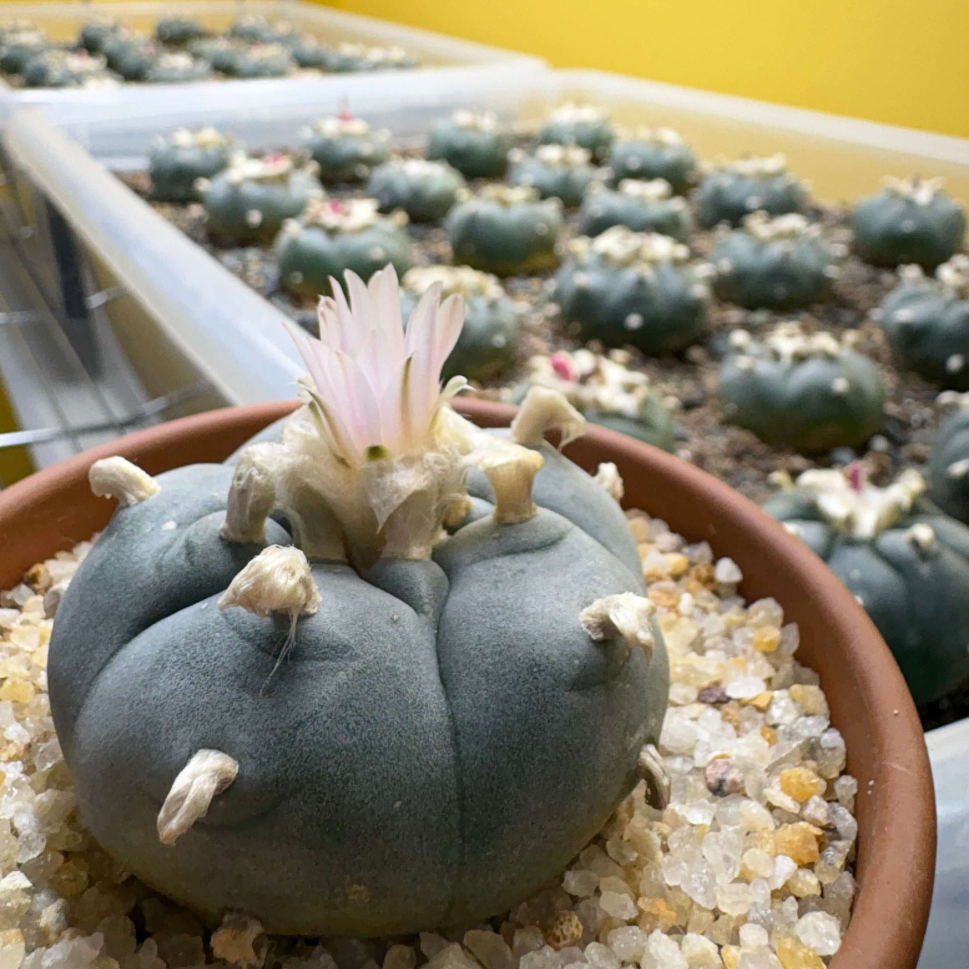 A large container with several peyote cacti growing inside. 