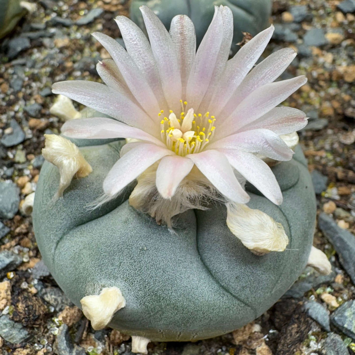 A peyote cactus with a flower.
