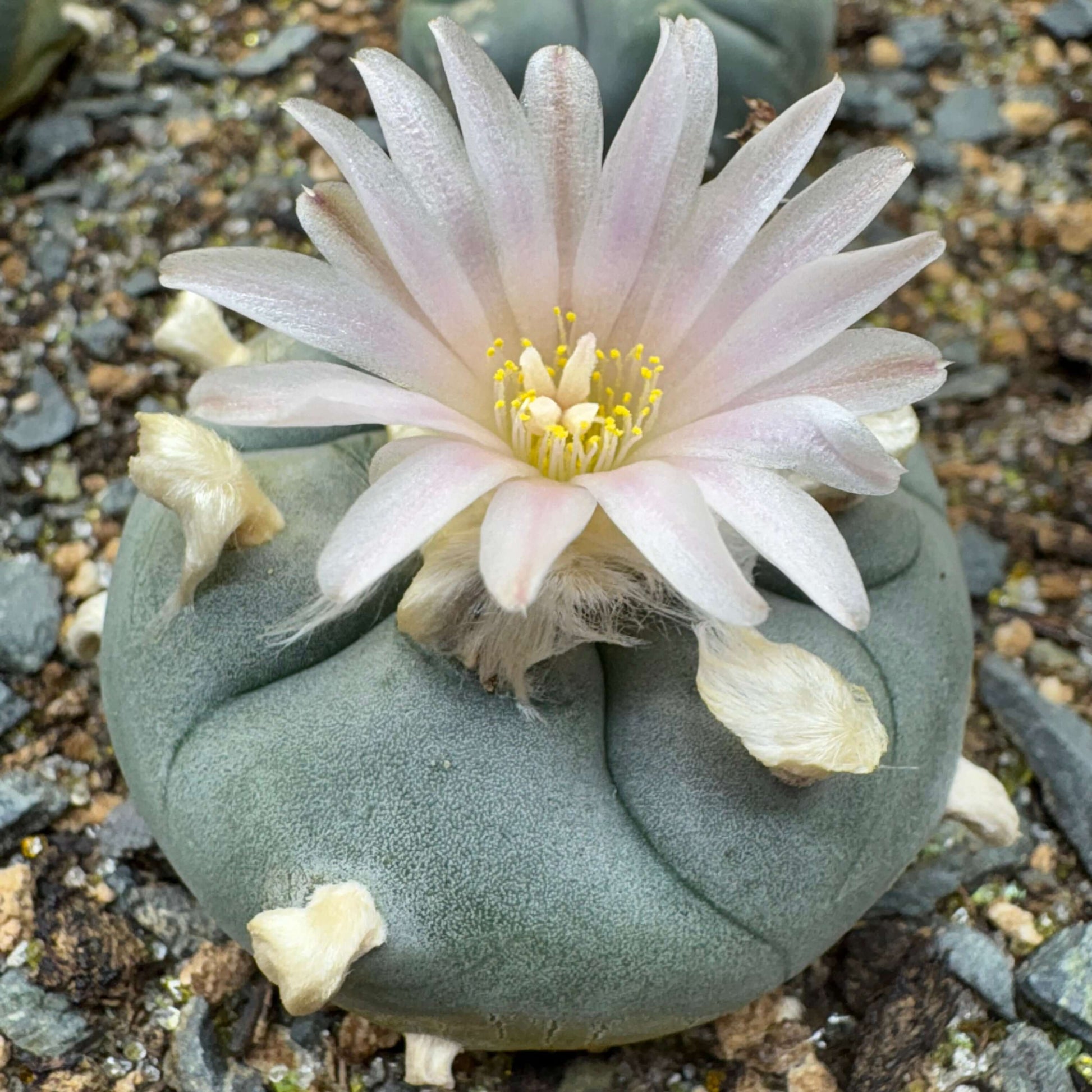 A peyote cactus with a flower.