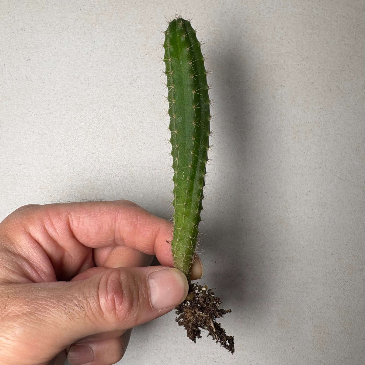 A hand holding a Peruvian Torch (Trichocereus Peruvianus) cactus seedling. 