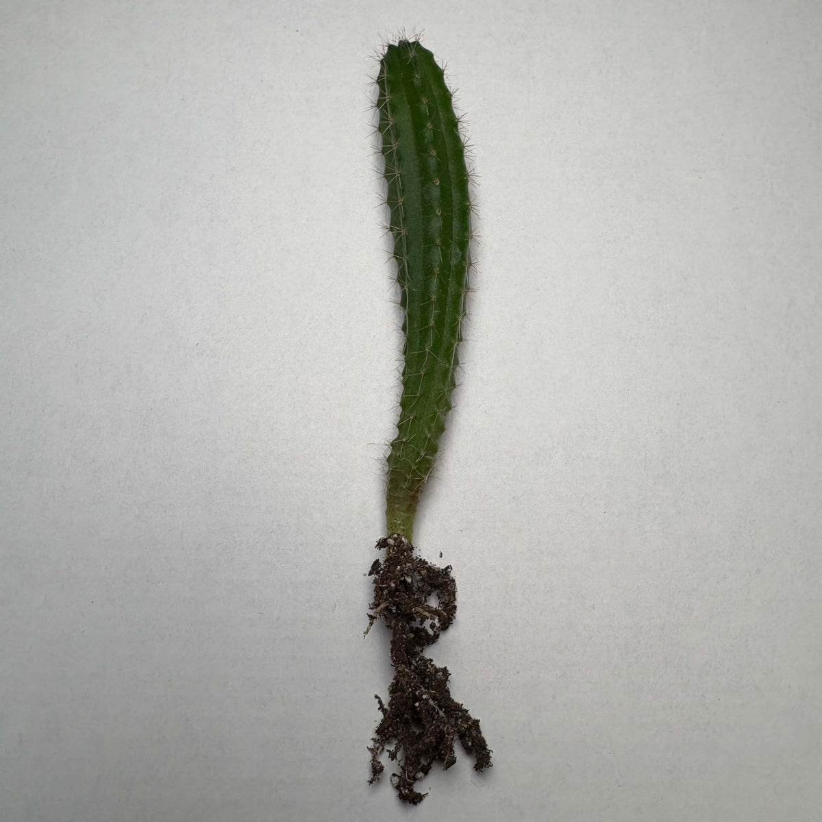 A Peruvian Torch (Trichcereus peruvianus) cactus seedling. 