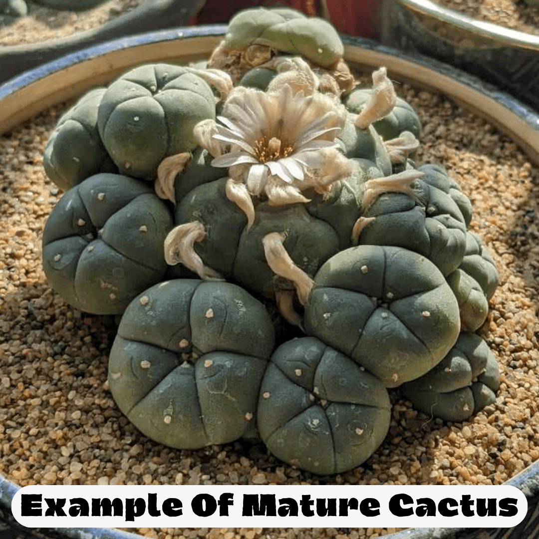 An example of a mature peyote (Lophophora williamsii Caespitosa) cactus.
