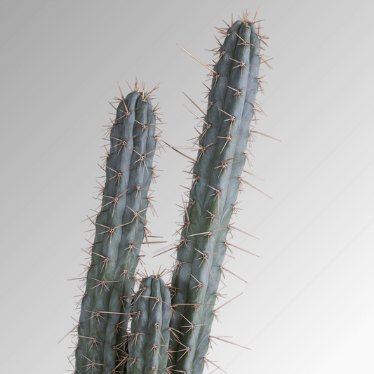 A Peruvian Torch (Echinopsis Peruviana) cactus.