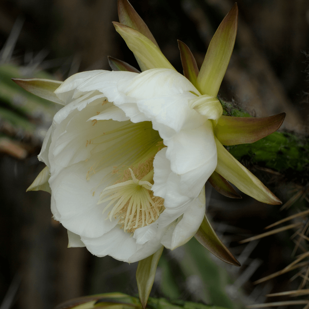 A Peruvian Torch (Echinopsis Peruviana) cactus flower.