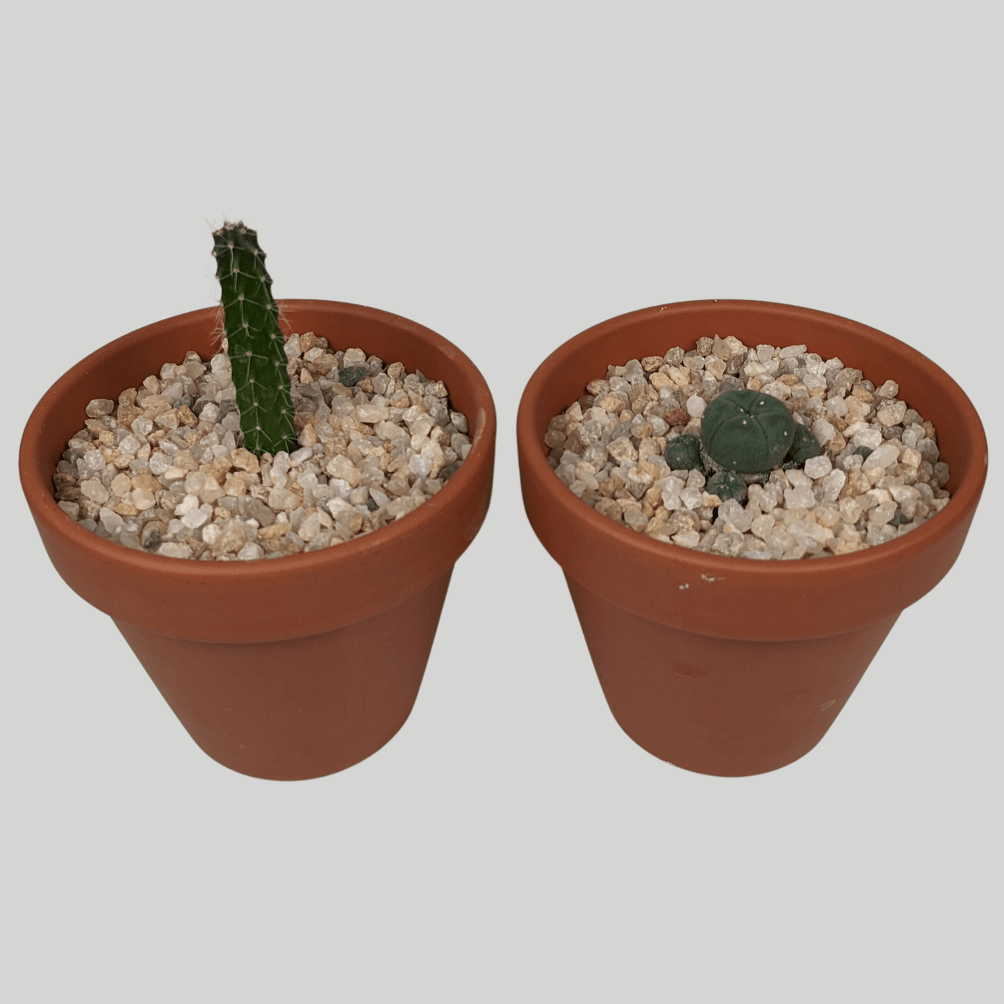 Cactus Potting Kit
