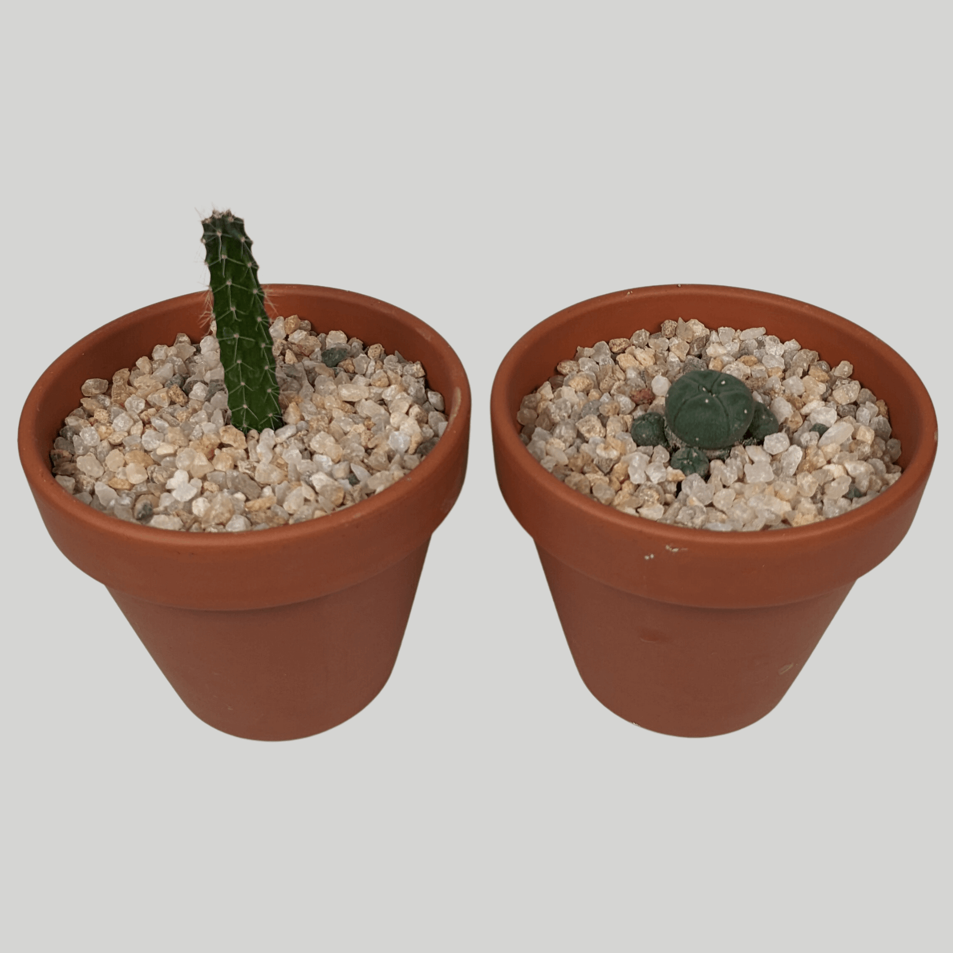 A peyote cactus and a San Pedro cactus in clay pots.