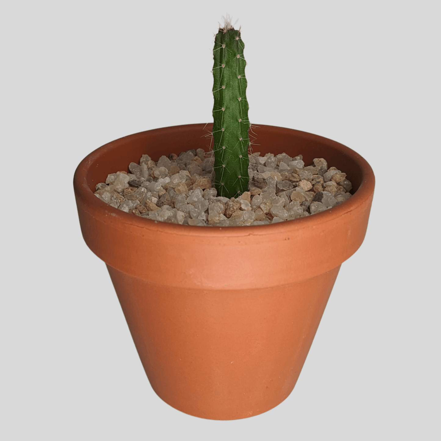 A Peruvian Torch (Echinopsis Peruviana) cactus seedling in a clay pot. 