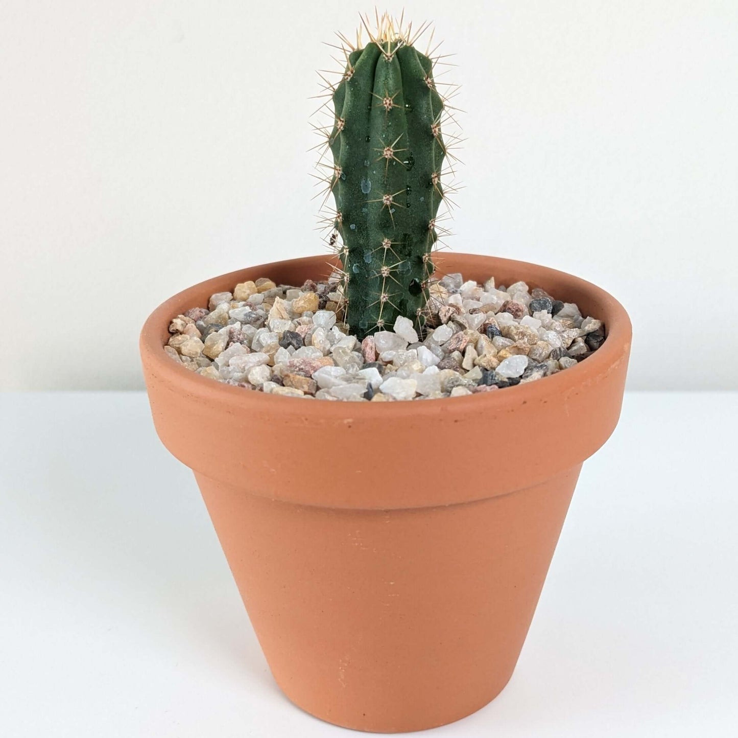 A San Pedro (Trichocereus Pachanoi) Cactus Seedling in a clay pot. 