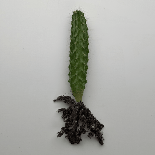 A Peruvian Torch (Echinopsis Peruviana) cactus seedling. 