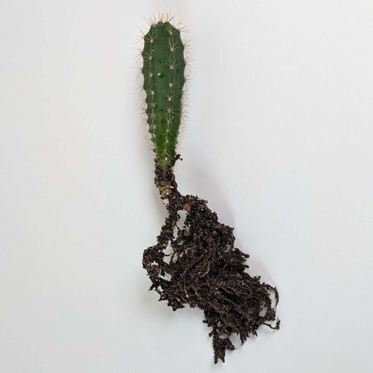 A San Pedro (Trichocereus Pachanoi) cactus seedling.