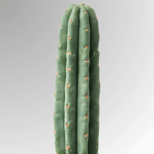 A San Pedro (Trichocereus Pachanoi) cactus.