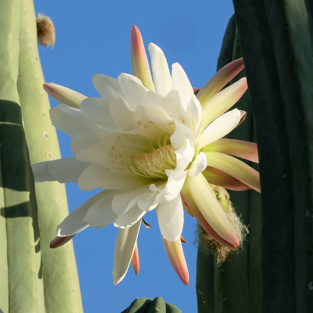 A San Pedro (Trichocereus Pachanoi) cactus flower. 