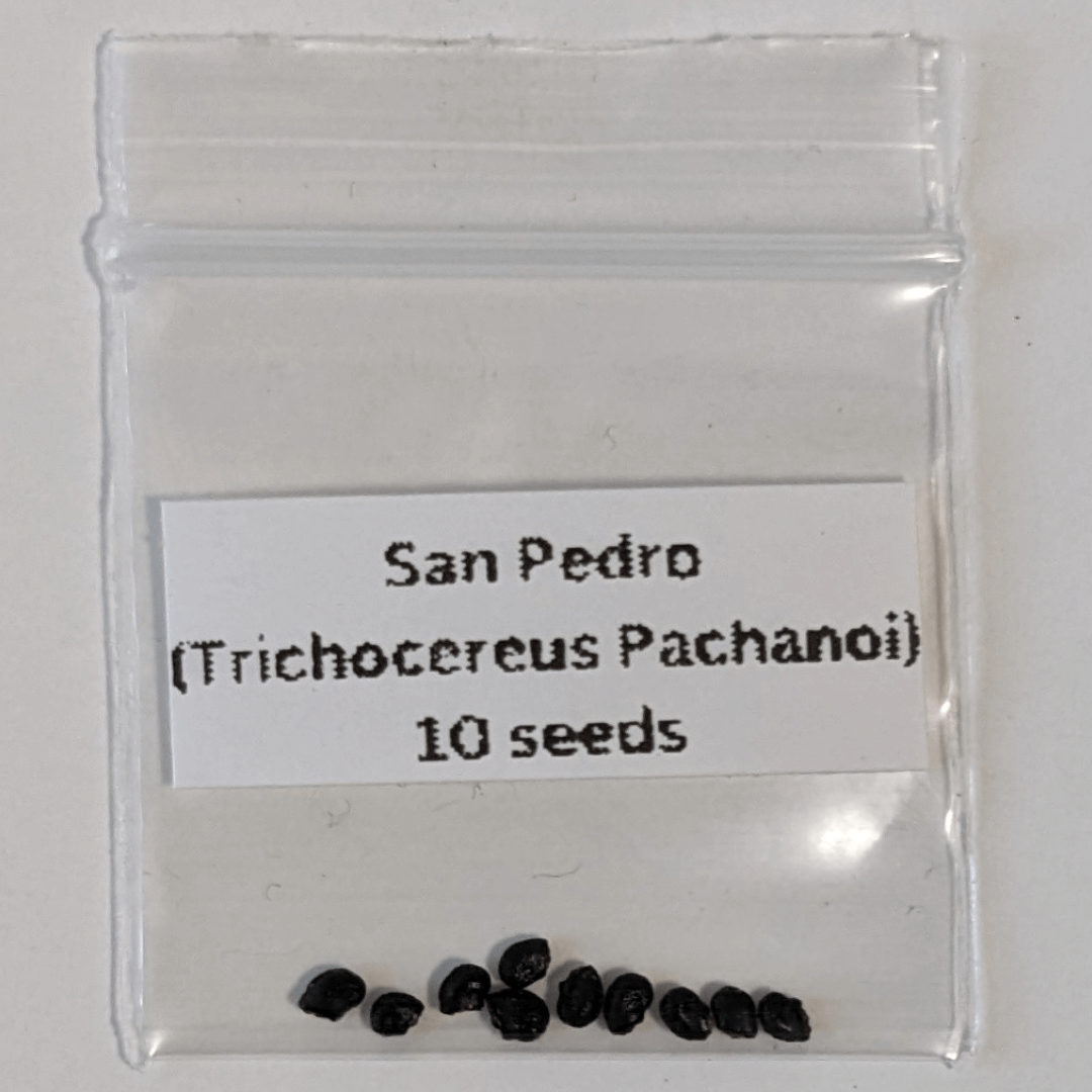 A package of ten San Pedro (Trichocereus Pachanoi) seeds.