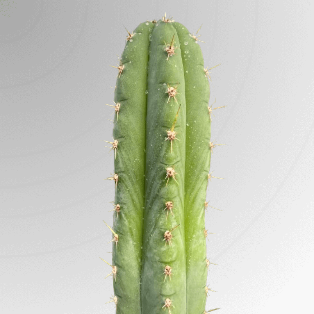 A San Pedro (Trichocereus Pachanoi) cactus.