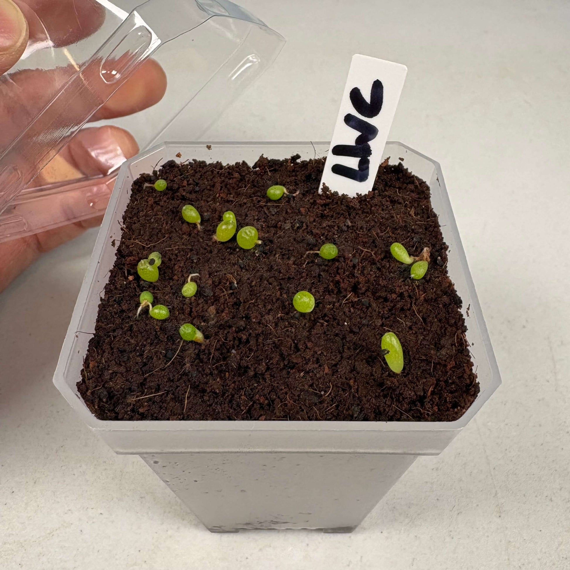A seed starting kit full of new cactus seedlings. 