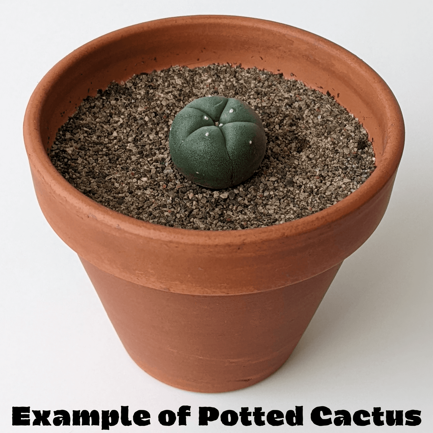 A peyote cactus growing in a clay pot.
